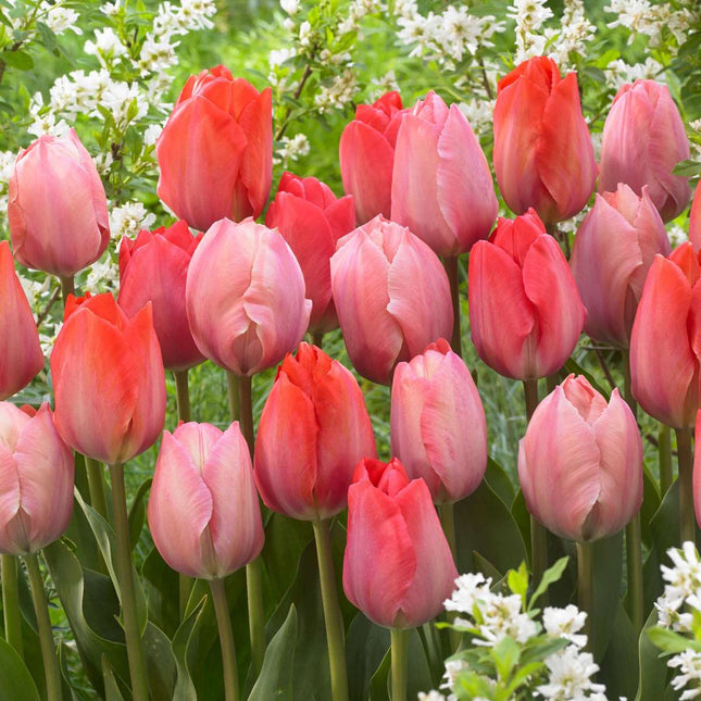 Ookch Tulipe - Set De 40 - Tulipa 'Salmon', 'Van Eijk' - Bulbes À Fleurs - Rouge