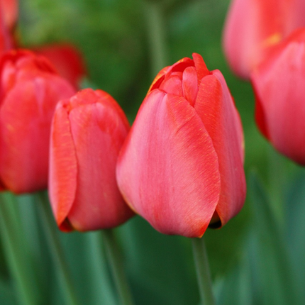 Ookch Tulipe - Set De 40 - Tulipa 'Salmon', 'Van Eijk' - Bulbes À Fleurs - Rouge