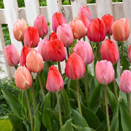 Ookch Tulipe - Set De 40 - Tulipa 'Salmon', 'Van Eijk' - Bulbes À Fleurs - Rouge