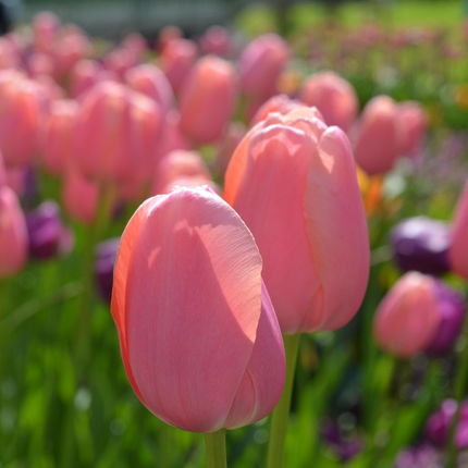 Ookch Tulipe - Set De 40 - Tulipa 'Salmon', 'Van Eijk' - Bulbes À Fleurs - Rouge