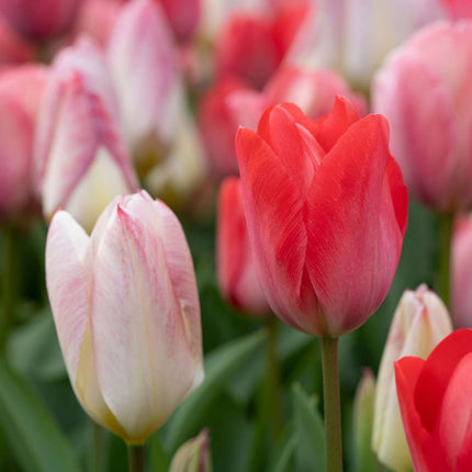 Ookch Tulipe - Set De 40 - Tulipa 'Salmon', 'Van Eijk' - Bulbes À Fleurs - Rouge