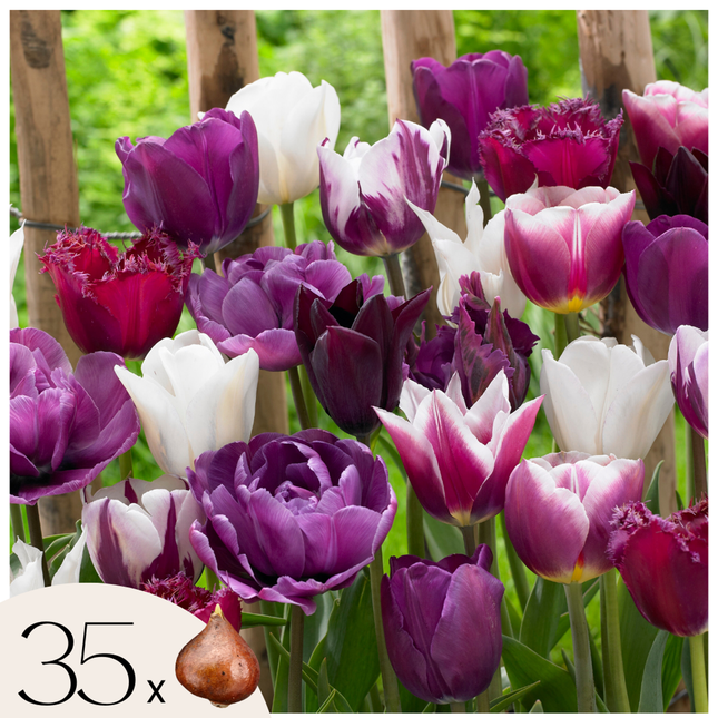 Ookch Tulipe - Set De 35 - Tulipa 'Blueberry' - Bulbes À Fleurs - Violet