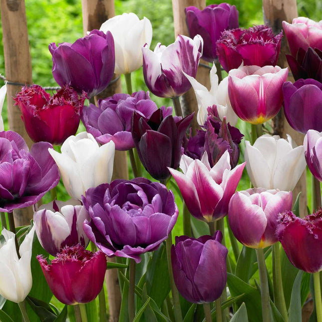 Ookch Tulipe - Set De 35 - Tulipa 'Blueberry' - Bulbes À Fleurs - Violet
