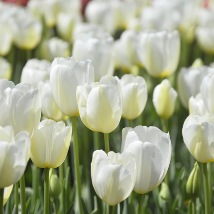 Ookch Tulipe - Set De 35 - Tulipa 'Blueberry' - Bulbes À Fleurs - Violet