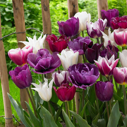 Ookch Tulipe - Set De 35 - Tulipa 'Blueberry' - Bulbes À Fleurs - Violet