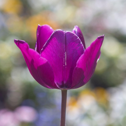 Ookch Tulipe - Set De 35 - Tulipa 'Blueberry' - Bulbes À Fleurs - Violet