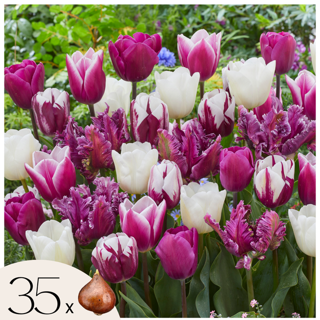 Ookch Tulipe - Set De 35 - Tulipa 'Pastel' - Bulbes À Fleurs