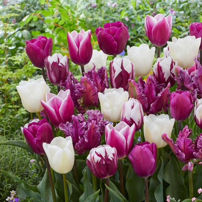 Ookch Tulipe - Set De 35 - Tulipa 'Pastel' - Bulbes À Fleurs