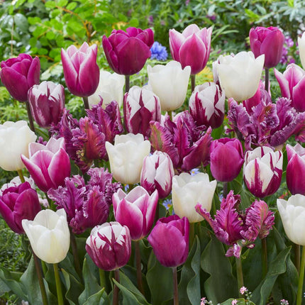 Ookch Tulipe - Set De 35 - Tulipa 'Pastel' - Bulbes À Fleurs