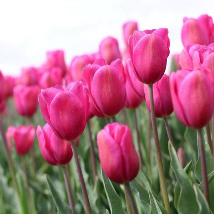 Ookch Tulipe - Set De 35 - Tulipa 'Pastel' - Bulbes À Fleurs