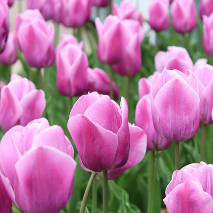Ookch Tulipe - Set De 35 - Tulipa 'Pastel' - Bulbes À Fleurs