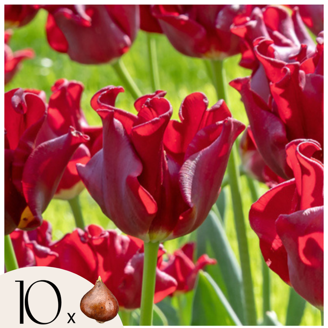 Ookch Bulbes De Tulipes 'Red Dress' - Lot De 10 - Rouge Foncé - Rustiques & Vivaces