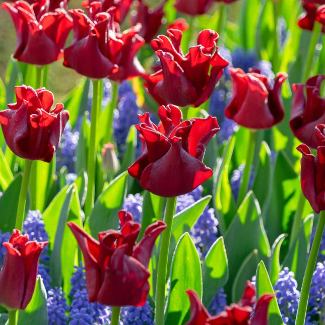 Ookch Bulbes De Tulipes 'Red Dress' - Lot De 10 - Rouge Foncé - Rustiques & Vivaces