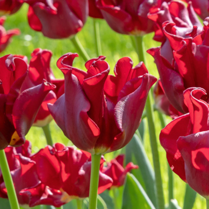 Ookch Bulbes De Tulipes 'Red Dress' - Lot De 10 - Rouge Foncé - Rustiques & Vivaces