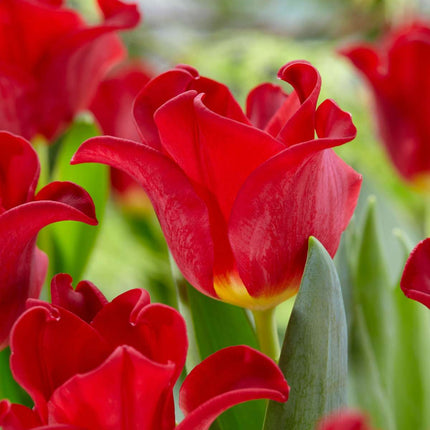 Ookch Bulbes De Tulipes 'Red Dress' - Lot De 10 - Rouge Foncé - Rustiques & Vivaces