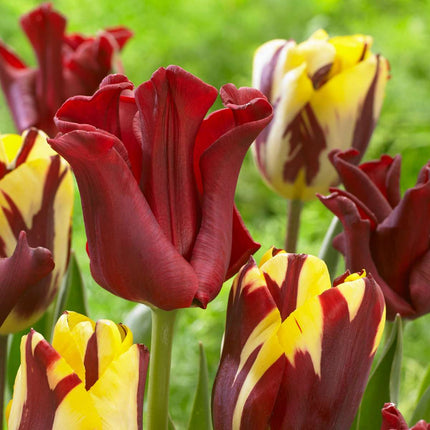 Ookch Bulbes De Tulipes 'Red Dress' - Lot De 10 - Rouge Foncé - Rustiques & Vivaces