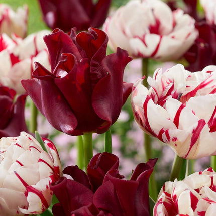Ookch Bulbes De Tulipes 'Red Dress' - Lot De 10 - Rouge Foncé - Rustiques & Vivaces