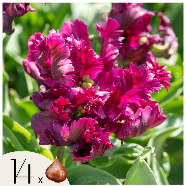 Ookch Tulipe - Set De 14 - Tulipa 'Parrot Negrita' - Bulbes À Fleurs - Violet