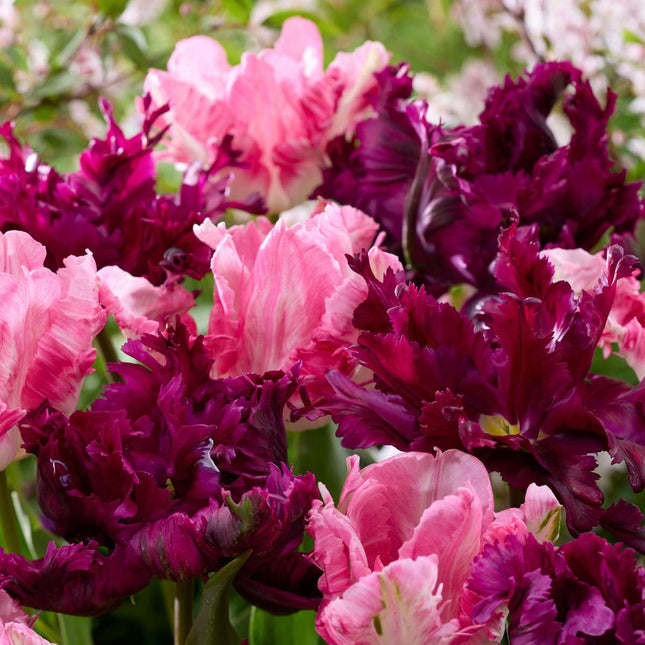 Ookch Tulipe - Set De 14 - Tulipa 'Parrot Negrita' - Bulbes À Fleurs - Violet