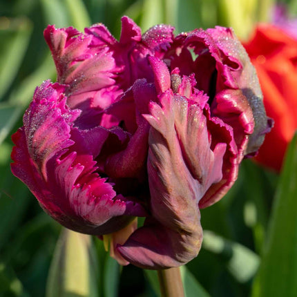 Ookch Tulipe - Set De 14 - Tulipa 'Parrot Negrita' - Bulbes À Fleurs - Violet