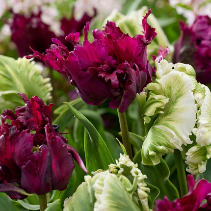 Ookch Tulipe - Set De 14 - Tulipa 'Parrot Negrita' - Bulbes À Fleurs - Violet