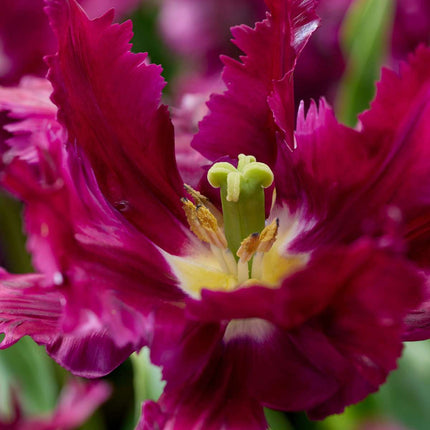 Ookch Tulipe - Set De 14 - Tulipa 'Parrot Negrita' - Bulbes À Fleurs - Violet