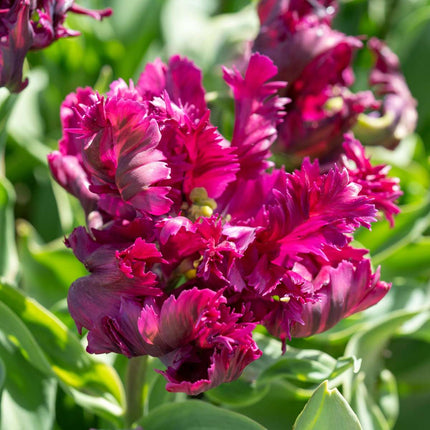 Ookch Tulipe - Set De 14 - Tulipa 'Parrot Negrita' - Bulbes À Fleurs - Violet
