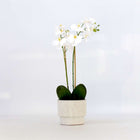 Ookch Orchidée Phalaenopsis Artificielle - Hauteur 55Cm