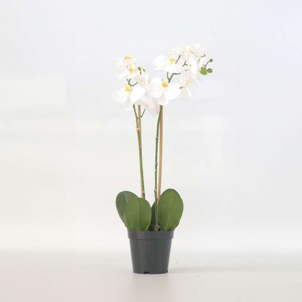Ookch Orchidée Phalaenopsis Artificielle - Hauteur 55Cm