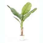 Ookch Bananier Musa Artificiel - Hauteur 150Cm