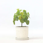 Ookch Pilea Peperomioides Artificiel - Hauteur 30Cm