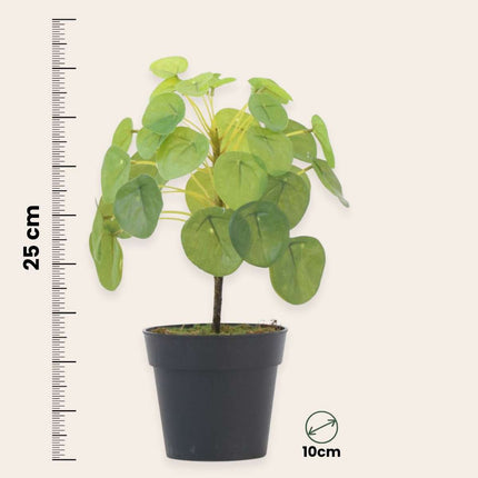 Ookch Pilea Peperomioides Artificiel - Hauteur 30Cm