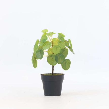 Ookch Pilea Peperomioides Artificiel - Hauteur 30Cm