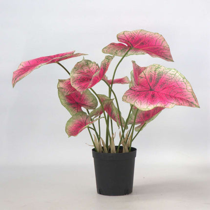 Ookch Caladium Artificiel - Hauteur 60Cm