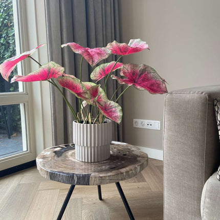 Ookch Caladium Artificiel - Hauteur 60Cm