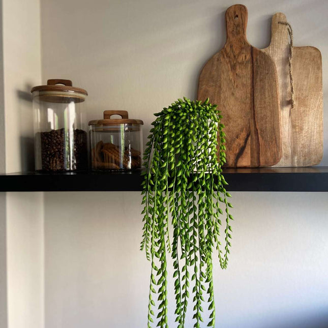 Ookch Senecio Artificiel - Hauteur 90Cm