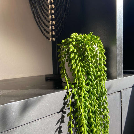 Ookch Senecio Artificiel - Hauteur 90Cm