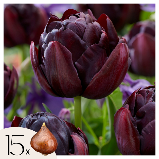 Ookch Tulipe - Set De 15 - Tulipa 'Black Hero' - Bulbes À Fleurs