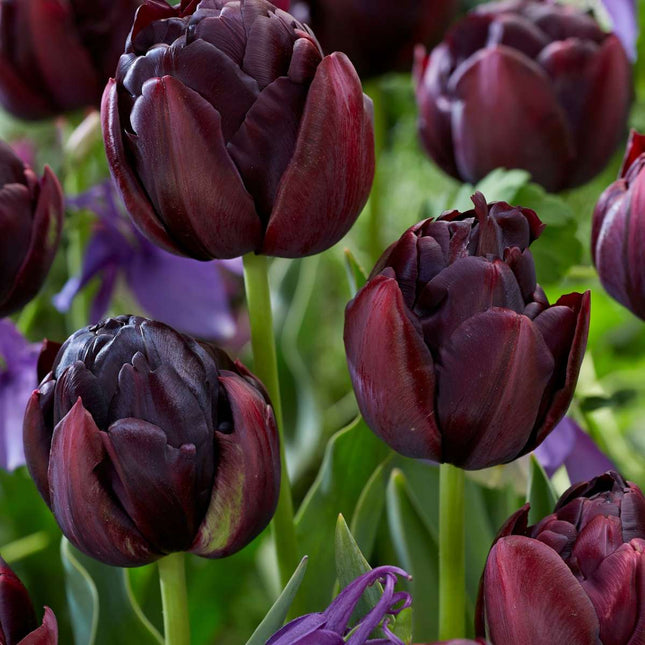 Ookch Tulipe - Set De 15 - Tulipa 'Black Hero' - Bulbes À Fleurs