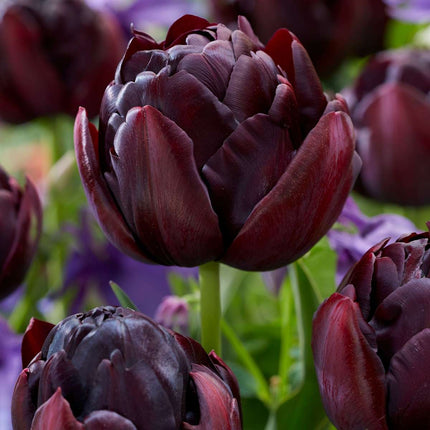 Ookch Tulipe - Set De 15 - Tulipa 'Black Hero' - Bulbes À Fleurs