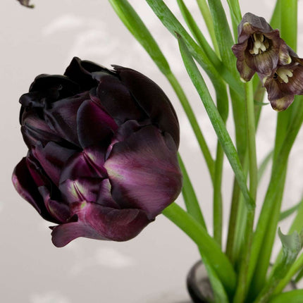 Ookch Tulipe - Set De 15 - Tulipa 'Black Hero' - Bulbes À Fleurs