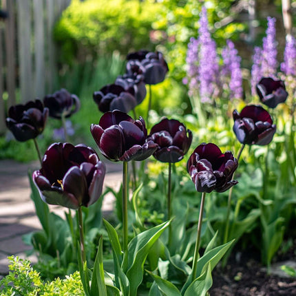 Ookch Tulipe - Set De 15 - Tulipa 'Black Hero' - Bulbes À Fleurs