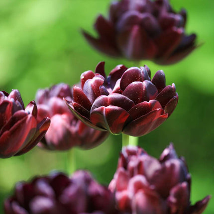Ookch Tulipe - Set De 15 - Tulipa 'Black Hero' - Bulbes À Fleurs