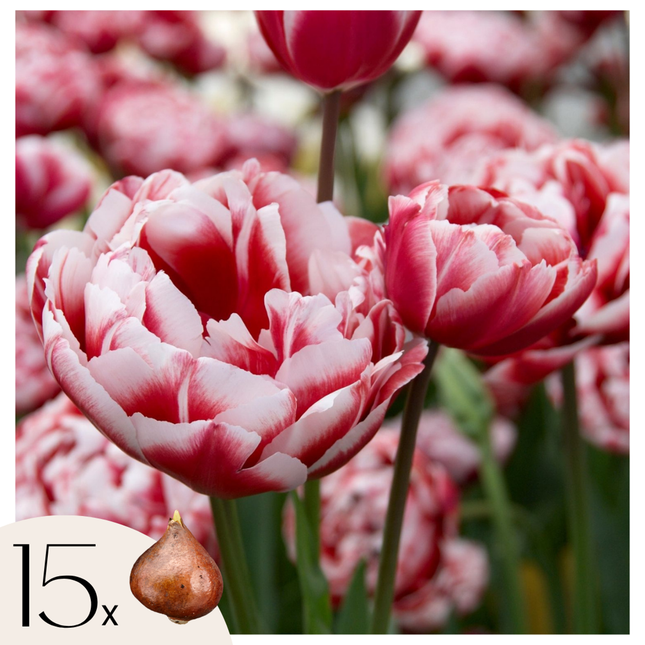 Ookch Tulipe - Set De 15 - Tulipa 'Drumline' - Bulbes À Fleurs - Rose