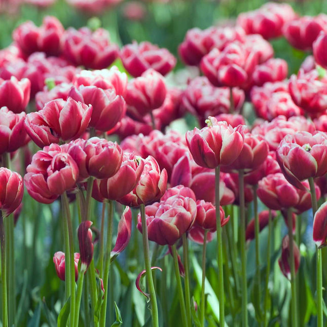Ookch Tulipe - Set De 15 - Tulipa 'Drumline' - Bulbes À Fleurs - Rose