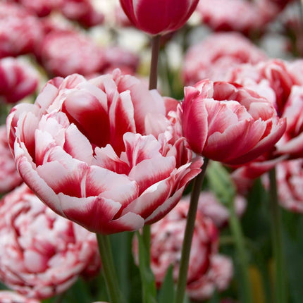 Ookch Tulipe - Set De 15 - Tulipa 'Drumline' - Bulbes À Fleurs - Rose