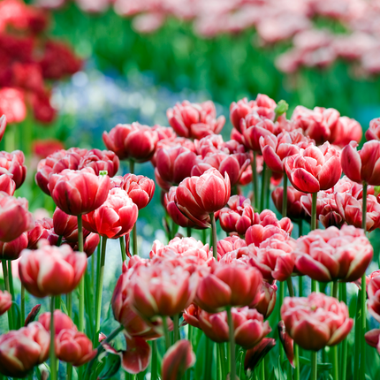 Ookch Tulipe - Set De 15 - Tulipa 'Drumline' - Bulbes À Fleurs - Rose
