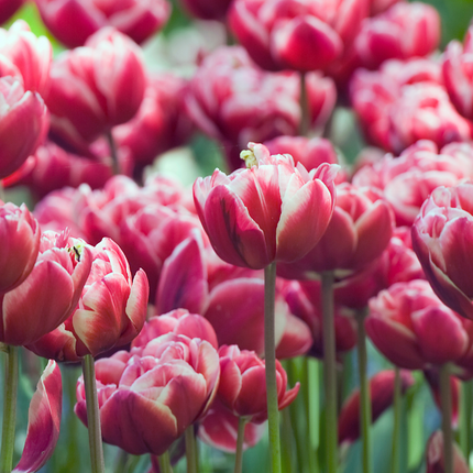 Ookch Tulipe - Set De 15 - Tulipa 'Drumline' - Bulbes À Fleurs - Rose