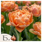 Ookch Tulipe - Set De 15 - Tulipa 'Copper Image' - Bulbes À Fleurs