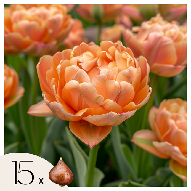 Ookch Tulipe - Set De 15 - Tulipa 'Copper Image' - Bulbes À Fleurs